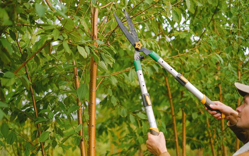 Tree trimming in Smithshire, IL